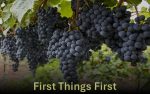 First Things First (large grape clusters in background)